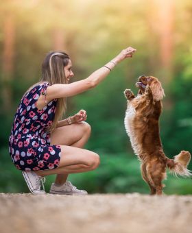 dog-1